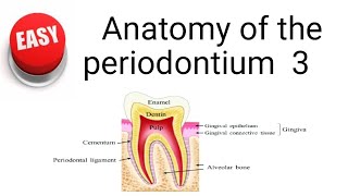 Anatomy of the periodontium 3 [upl. by Egas]