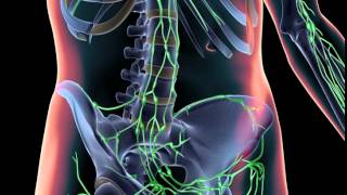 3D Animation of Lymphatic System [upl. by Archambault]