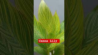 Canna Lily  Bangal tiger Canna  flowers song ytshorts [upl. by Noby]