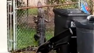 Alligator caught climbing a fence🐊 [upl. by Stimson939]