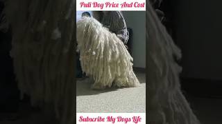 Puli Dog Price shorts delhidogsaleandpurchaseatlowprice [upl. by Abeh]