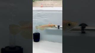 🧿🐉Asian Arowana added in out Listtrending telugu arowana asianarowana viralvideo fishtank [upl. by Silra]