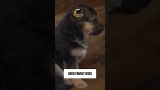 Buying A Mini German Shepherd Watch This First  Dog Breeds  World Of Dogz [upl. by Schug789]