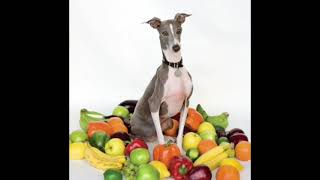 Excellent Italian Greyhound  Shellac 2007 Full Album [upl. by Gherardo]