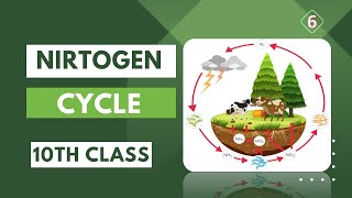 quotThe Nitrogen Cycle A Key Process in Ecosystem Balancequot  10th class [upl. by Milde]