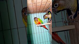 Conure parrot😊😍green cheek conureshorts conure foryou viralvideo [upl. by Maxey]