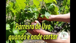 Parreira de Uva em Casa Qual o tamanho correto de crescimento [upl. by Ycat]