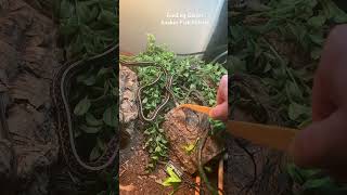 Feeding Garter Snakes Fish Fillets snakes reptiles pets animals [upl. by Attelra]