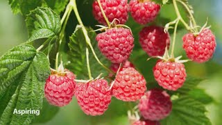 Grow Raspberries Like a Pro  Mitre 10 Easy As Garden [upl. by Thurman]