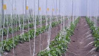 MUSIC IN GREENHOUSES [upl. by Evalyn]