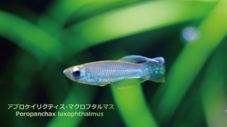 36アプロケイリクティス・マクロフタルマス メダカ・ランプアイの仲間 Poropanchax luxophthalmus [upl. by Cleopatre]