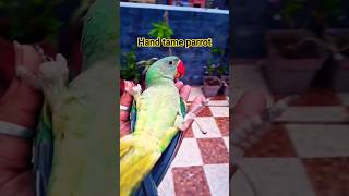 handtame parrot ☺️👍handtameparrot shortfeed metotametota shortvideo mithumithu shorts mithu [upl. by Nekcerb]