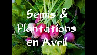 Avril Semis en Cours amp Plantations 🌳27 [upl. by Buff]