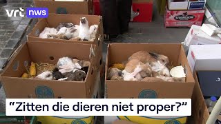 Weinig begrip voor verbod op dierenmarkt van Mol [upl. by Lunneta]