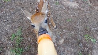 Rescued Little BABY Deer on our property [upl. by Ednargel845]