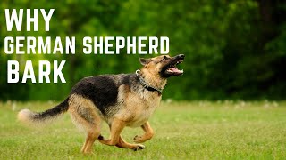 Why German Shepherd Bark [upl. by Notslar]