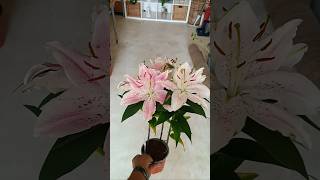 Lilium plant vairalvideo plants funnycatsanddogsnew2023 [upl. by Llebyram213]