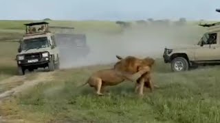 Epic Lion Battle at Ngorongoro Crater for Lioness  23 February 2024 [upl. by Hilly879]