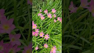 Zephyranthes Rosea Lindl enjoybeautifulnaturewithrurallife flowers beautifulnaturewithrurallife [upl. by Annej]