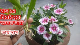 অতি সহজে একটি ডায়ান্থাস গাছ থেকে অনেক চারা তৈরি করবেন কিভাবেhow to grow Dianthus cuttings easily [upl. by Socrates411]