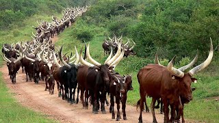 Millions Of Longhorn Cattle In America And Africa Are Raised This Way  Cattle Farming [upl. by Eetse317]