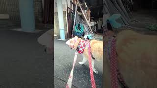 【介助犬るな】 japan shiba Inu walking 柴犬 कुत्ता शीबा इनु shiba japan 可愛い 可愛い犬 chó 柴犬介助犬 いぬ [upl. by Mercy]