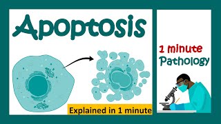 Apoptosis explained in 1 minute  pathology in 1 minutes [upl. by Ynohtona]