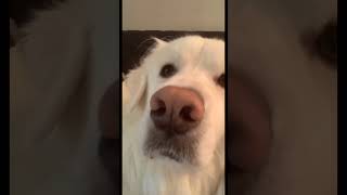 Great Pyrenees Puppy What to Expect 🐕❤️ GreatPyrenees DogFacts shorts DogLover Dogs [upl. by Oinotnas]