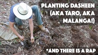 How to Plant Dasheen AKA Taro AKA Malanga [upl. by Nama]