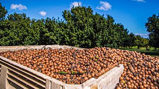 Macadamia Nuts Harvesting Process  Modern Macadamia Harvesting Machine  Macadamia Nuts Processing [upl. by Itsyrk617]