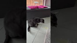 🤮 Stan hairball chartreux vomiting yuck [upl. by Enicar]