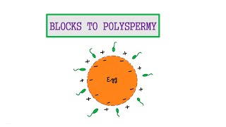 8 BLOCKS TO POLYSPERMY [upl. by Cliff]