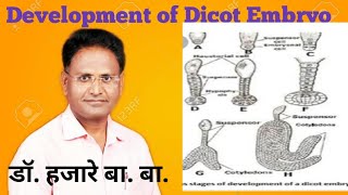 Development of Dicot embryo in Angiosperms Explained by Dr Hajare Baba [upl. by Marcille478]