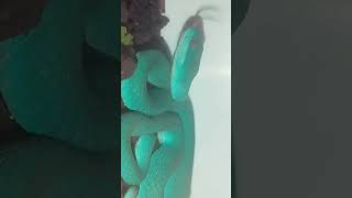 Trimeresurus Insularis blue🩵 trimeresurusinsularis blueinsularis pitviper shorts [upl. by Dragde810]