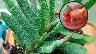 Easiest way to Propagate Gasteria Carinata Ox Tongue Plant at Home [upl. by Opal]