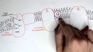 PART I  Oxidative Phosphorylation Electron Transport Chain [upl. by Sarah]