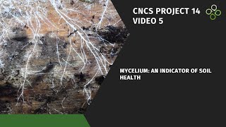 Mycelium An Indicator of Soil Health [upl. by Aremaj87]