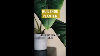 Huilende planten  Alles over guttatie  Pokon [upl. by Llessur]