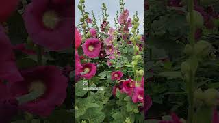 Hollyhocks [upl. by Frame192]