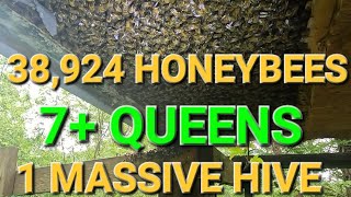 MASSIVE Beehive Found With 7 Queens and 10 Lbs of Bees [upl. by Wootten]