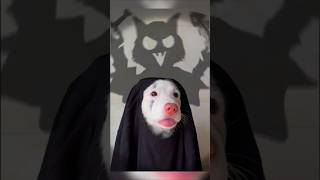 Ce gentil chien veut avoir lair effrayant à Halloween  😱 shorts [upl. by Harrell501]