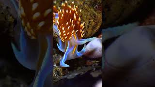 Nudibranch Runs Into Hermit Crab shorts [upl. by Ayhtin339]