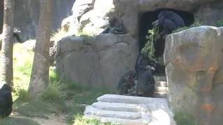 Angry Chimpanzees Fighting at the Los Angeles Zoo [upl. by Antonella]