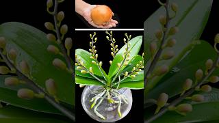 Planting orchids by selfwatering method orchids take root very quickly [upl. by Ami]