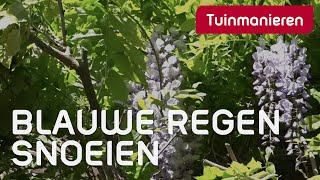 Blauwe regen snoeien hoe doe je dat  Tuinmanieren [upl. by Deer]