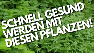 DIESE Heilpflanzen musst du kennen  Erkältung [upl. by Enalda238]