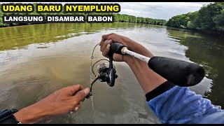 MANCING KAKAP BESAR [upl. by Attehcram136]