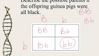 Mendelian Genetics and Punnett Squares [upl. by Ced626]