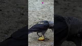 Crows Are Self Aware Like Humans 🧠 birds crow genius [upl. by Holladay425]