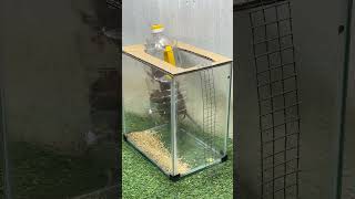 Best mouse trap ideamouse trap tips from plastic bottle [upl. by Eed7]